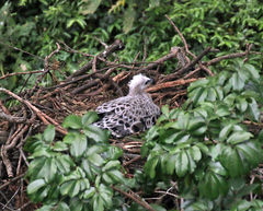 Stephanoaetus coronatus