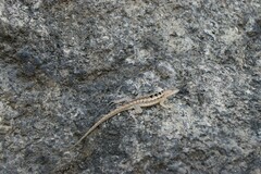 Microlophus occipitalis