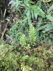 Phlegmariurus fordii