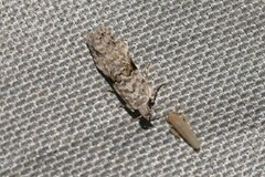 Hypatima simulacrella