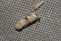 Hypatima simulacrella
