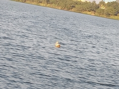 Pelecanus philippensis