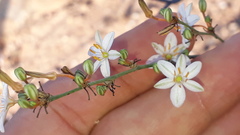 Chlorophytum crispum