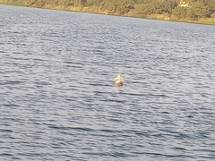 Pelecanus philippensis