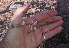 Chlorophytum crispum