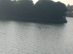 Pelecanus philippensis