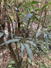 Ardisia virens