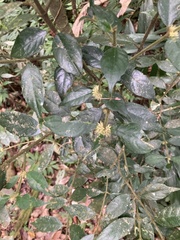 Lasianthus curtisii
