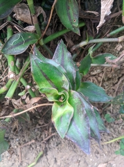 Tradescantieae