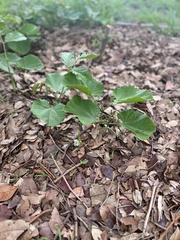 Canavalia ensiformis