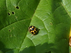 Propylea quatuordecimpunctata