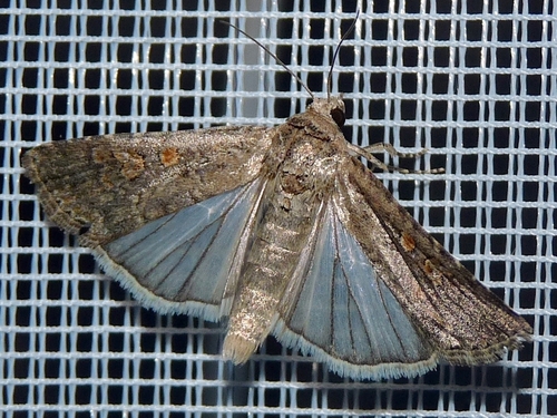 Beet Armyworm Moth