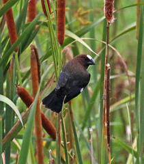 Amblyospiza albifrons