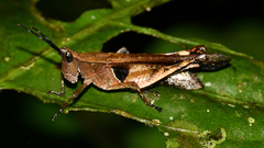 Xiphiola cyanoptera