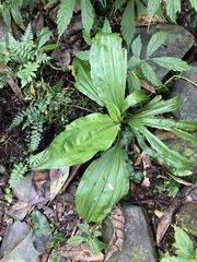 Calanthe