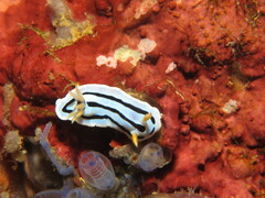 Chromodoris lochi