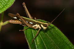 Aeolacris octomaculata