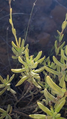 Crassula mollis