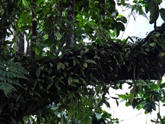 Hoya