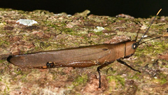 Copiocera austera