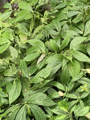 Elatostema platyphyllum