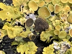 Xanthoriicola physciae