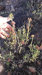 Crassula mollis
