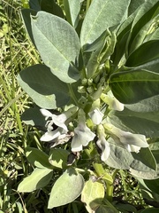 Vicia faba