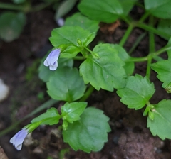 Torenia crustacea