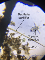 Bacillaria paxillifera