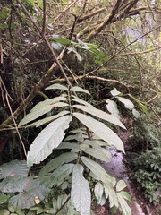 Millettia pachycarpa