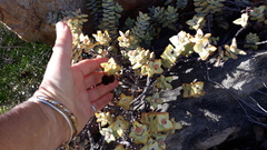 Crassula rupestris