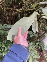 Millettia pachycarpa