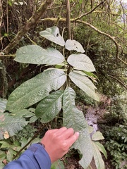 Millettia pachycarpa