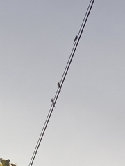 Merops philippinus
