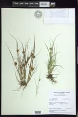 Carex sychnocephala