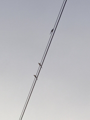 Merops philippinus