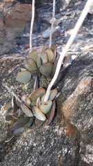 Adromischus