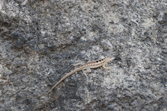 Microlophus occipitalis