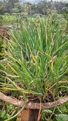 Allium schoenoprasum