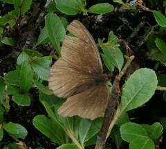 Panyapedaliodes drymaea