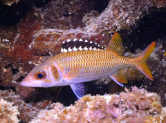 Neoniphon opercularis