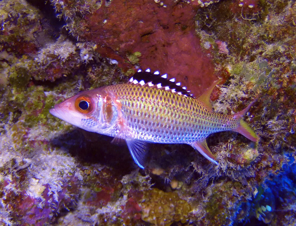 Blackfin Squirrelfish