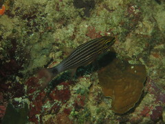 Cheilodipterus macrodon