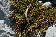 Oligosoma