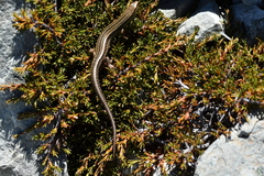 Oligosoma
