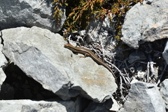 Oligosoma