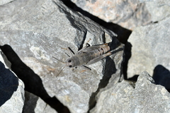 Sigaus villosus