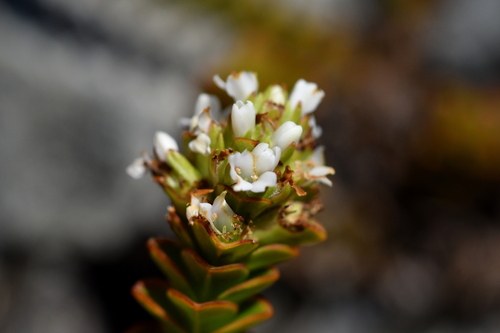 Veronica epacridea, photograph 2