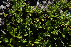 Leptinella pyrethrifolia